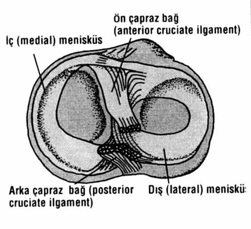 BÖLÜM 3: ALT EKSTREMİTE Femurun patellofemoral eklemi oluşturan distal ucu medial ve lateral olmak üzere iki kondilden oluşur. Kondillerin yüzleri önde oval, arkada daireseldir.
