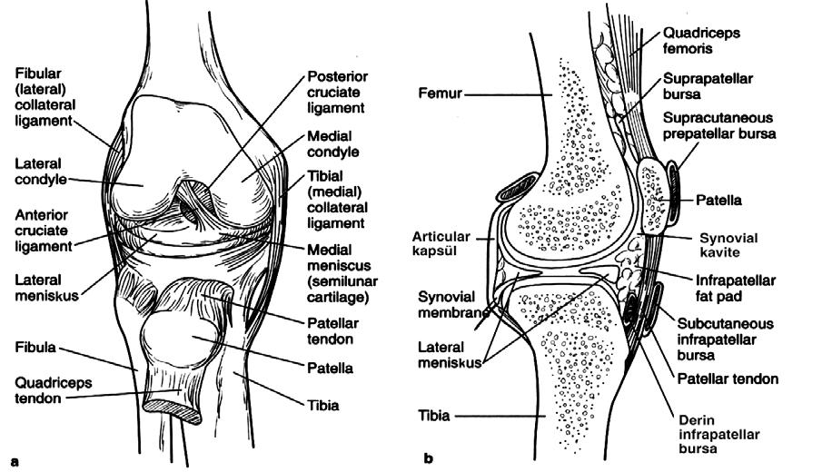 BÖLÜM 3: ALT EKSTREMİTE Şekil 3.5: Dizi stabilize eden ligamentler a) anterior b) lateral görünüm Diz Eklem Kapsülü ve Bağları (Şekil 3.5a-b) 1. Anterior Kompleks M.