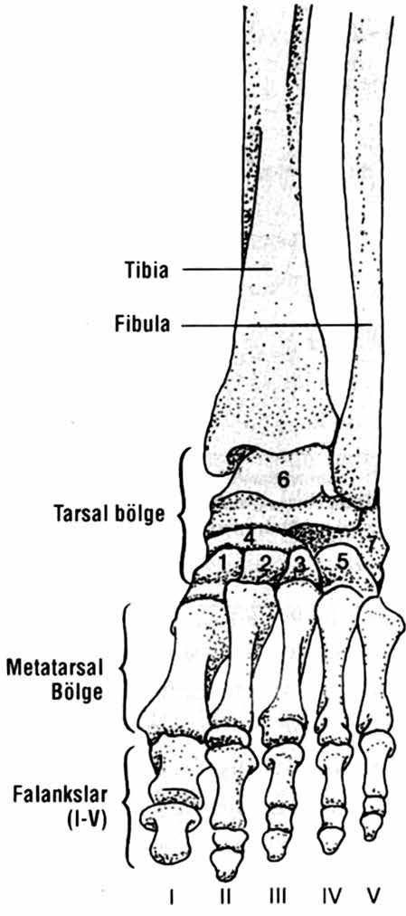 BÖLÜM 3: ALT EKSTREMİTE AYAK BİLEĞİ VE AYAK ANATOMİSİ VE BİYOMEKANİĞİ Pelvise benzer şekilde ayak, vücut ağırlığını düzgün bir biçimde dağıtabilen esnek bir kemer oluşturur.