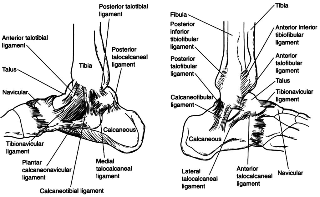 BÖLÜM 3: ALT EKSTREMİTE Bacağın arka yüz kasları: Ayağa plantar fleksiyon ve inversiyon yaptıran kaslardır. Yüzeyel fleksör tabaka: M. Gastrocnemius, koşma ve atlamaya yardımcı olur.