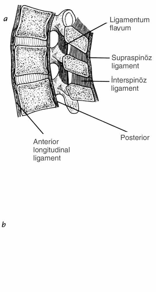 BÖLÜM 4: KOLUMNA VERTEBRALİSİN ANATOMİSİ KOLUMNA VERTEBRALİSİN LİGAMENTLERİ Kolumna vertebralisin ligamentleri 3 sistem içinde toplanabilir: 1-Longitudinal sistem (Şekil 4.