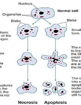 Nekroz ve Apoptoz İlerleyici bir şekilde hücre yapısının bozulması Genellikle akut enflamatuar hücre yanıtı ortaya çıkmaktadır (nötrofiller gözlenmektedir).
