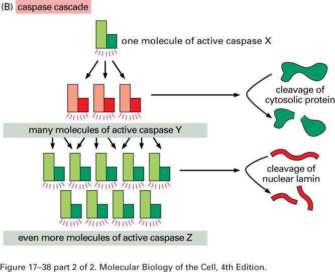 Kaspaz aktivasyonu ve Kaskadın Aplifikasyonu Executioner kaspazlar aktive oldu mu hedefleri olan proteoliz aktive edilmektedir : 1) DNAse İnhibitörü- DNA fragmentasyonu