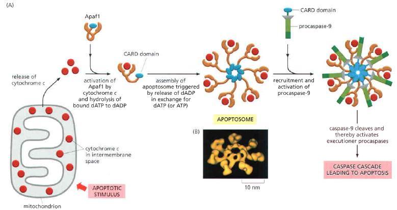 Apoptozun intrinsik yolağı Apoptosome: high molecular- weight complex of