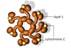 (apoptotic protease activating factor-l) bağlanmaktadır Apaf1 im tekerlek