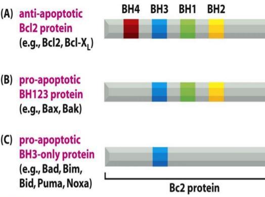 anti-apoptotic Bcl2 : apoptozu