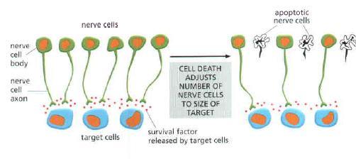 Extracellular Sağkalım Faktörleri Apoptozu çeşitli yollardan inhibe etmektedir Sinir hücreleri Sınırlı sayıda