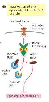 Ekstraselüler sağ kalım faktörleri apoptozu inhibe etmektedir - II serine/threonin protein kinase Akt aktivasyonu, proapoptotik Bad