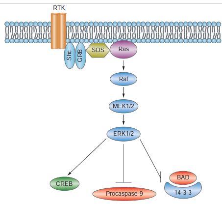 Raf/Mitogen-Activated Protein Kinase (MEK)/