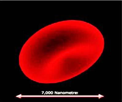 4 Şekil 2.1. Kırmızı kan hücresinin ve nano boyutlu fiber yüzeyin saç teliyle karşılaştırılmış mikroskop görüntüsü (Altaş, 2009) 2.1.2. Nanoteknolojinin tanımı ve önemi Nanoteknoloji, yunanca cüce anlamı veren Nano kelimesi ile Teknologia kelimelerinden oluşmaktadır.