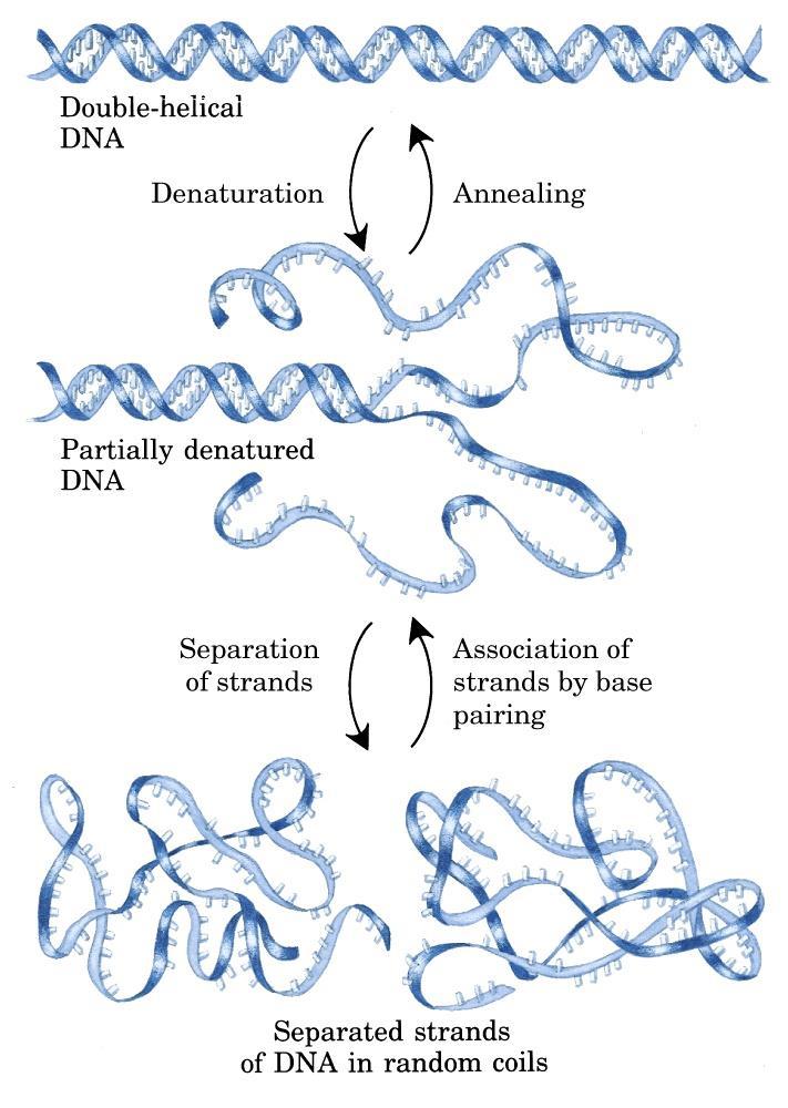 DNA NIN