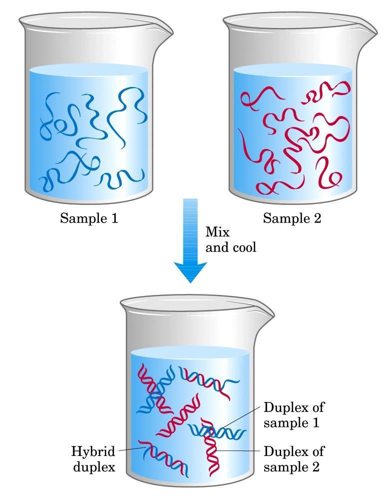 DNA HİBRİDİZASYONU DNA çifte sarmalı ve RNA denatüre olabilir.