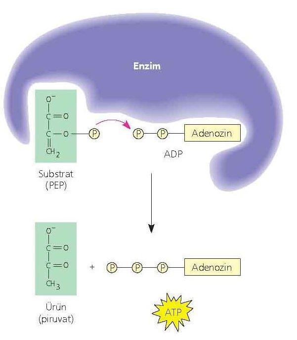 substrat seviyesinde fosforilasyon Fosfoenol piruvat glikoliz sırasında yıkılan