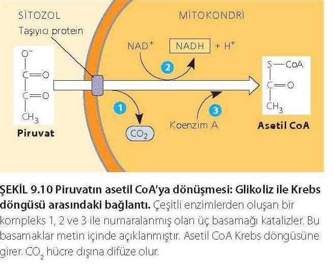 Piruvat mitokondriye girdikten sonra Asetil CoA ya dönüşmesi 3 aşamada gerçekleşir: 1.