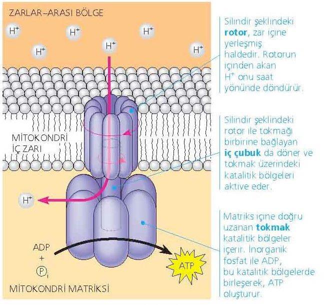 Proton motif güç Etz deki oksidasyon tepkimeleri zarlar arası bölgeye proton pompalar.