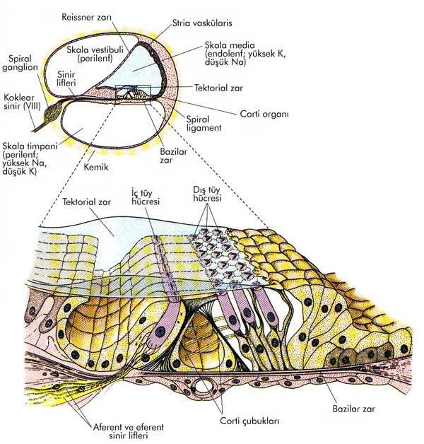 Şekil 3: Korti organı (http://eprints.soton.ac.uk. Kaynak alınmıştır). Korti organı İki farklı sinir tipi içerir. İç hücreleri tek sıra ve dış hücreleri üç ya da dört sıradan oluşur.