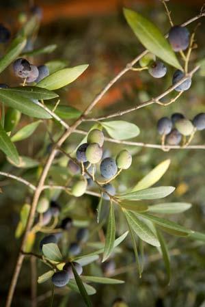 Zeytinde Dengeli Gübreleme Anavatanı ülkemiz olan zeytin bitkisi başta ülkemiz olmak üzere tüm Akdeniz ülkelerinin kıyı bölgelerinde ve yükseltisi 800 m nin altında olan yerlerde yaygın bir şekilde