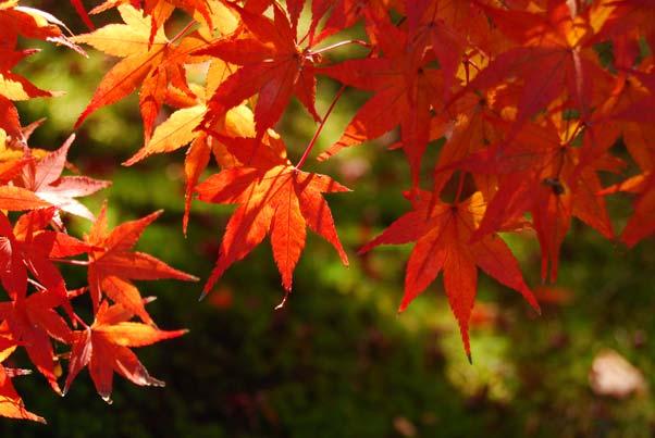 z Sonbahar renkleri Sonbahar yapraklarındaki muhteşem kırmızı ve sarıları yakalar.