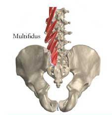 C spinal ramus post.