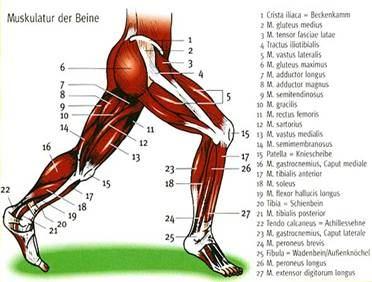 M.TRİCEPS