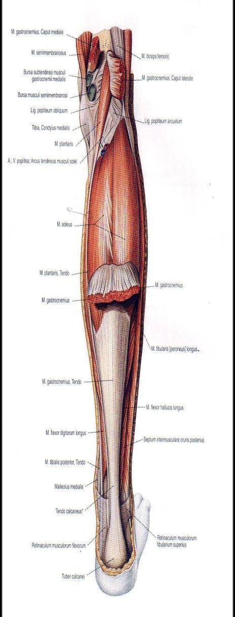 Insertio:Achillis tendon unda sonlanır.