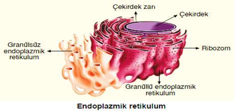 TEK ZARLI ORGANELLER 1) Endoplazmik Retikulum Hücre zarı ile çekirdek zarı arasında oluşmuş kanalcıklardır.