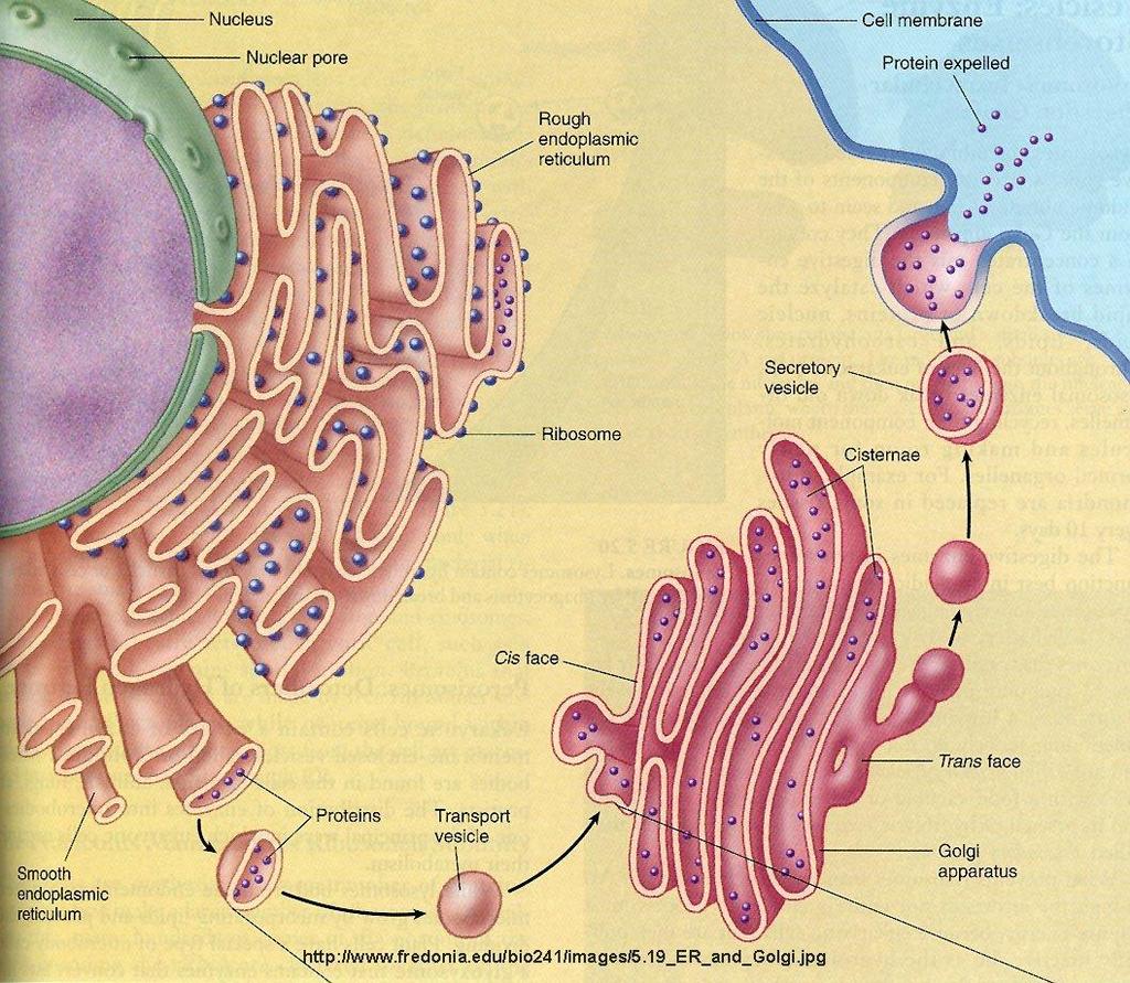 TEK ZARLI ORGANELLER 2) Golgi Cisimciği (Aygıtı) Yassılaşmış keseciklerden oluşmuş organeldir. Yassı keseciklerin uçlarında tomurcuklanarak oluşmuş küçük keseler vardır.