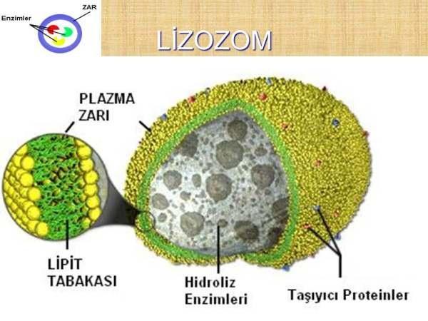 TEK ZARLI ORGANELLER 3) Lizozom Golgi tarafından oluşturulan içinde sindirim enzimleri bulunan organeldir. Bitki hücrelerinde bulunmaz.
