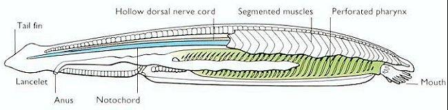 AMPHİOXUS TA ZİGOT