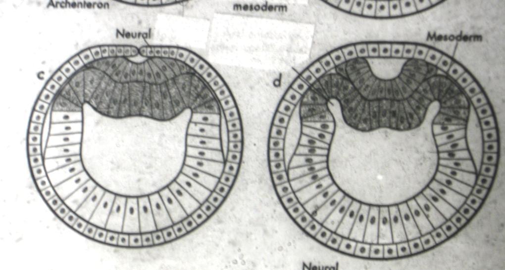 Neural plat sahasında caudalden craniale doğru median hat boyunca bir oluk belirir.