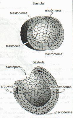 Gelişmesini tamamlamış olan amphioxus blastulasının vejetatif yarımındaki hücreler yavaş yavaş blastosöle doğru çökmeye ve kıvrılmaya başlar. Bu içe kıvrılma olayına İNVAGİNASYON denir.