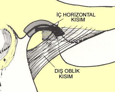 Resim 5. TM Ligamentin Şematik Görüntüsü 1.6.4.Sphenomandibuler Ligament Sphenomandibuler ligament sphenoid kemiğin spinasından başlar ve lingula mandibulaya doğru uzanır.