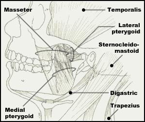 1.7.5. M. Digastricus İki kısma ayrılmıştır.