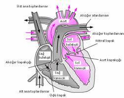 Kalp ve
