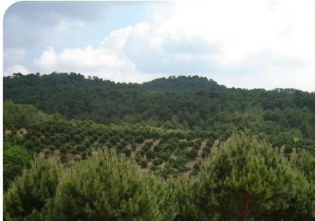 Zengin ceviz ağacı populasyonları içinde yöre isimleri ile tanınan çok sayıda tipler meydana gelmiştir.