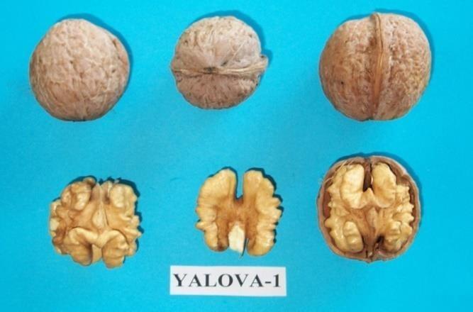 YALOVA-1 Salkımda meyveler 1-2'li olup, kabuk orta kalınlıkta, az pürüzlü, oval şekilli bir çeşittir. Meyve ağırlığı 16 g, iç oranı % 49'dur.