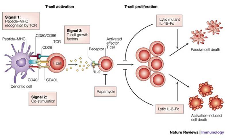 Sitokinler IL-15 IL-15 pek çok hücre tipi üzerinde etkilidir. T hücrelerinin proliferasyonu ile sitokin üretimini arttırır ve ayrıca bu hücreleri apoptoz dan korur.