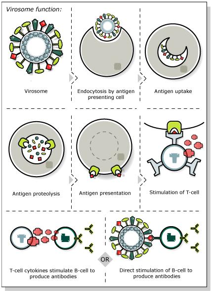 Virozomlar Genetik materyal içermeyen virus partiküllerinin (viral zarf), antijenleri hedef dokulara taşımak için kullanılmasıdır.
