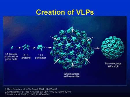 Virüs Benzeri Partiküller En önemli VLP, 15 yıldır