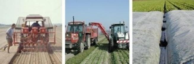 Fidelerin Üretimi Esas tohumlar Avrupa tohum üretim bölgelerinde, Ağustos ayında, yetiştirme koşulları iyi olan çiftliklerde sıra arası ve sıra üzeri mesfeleri sık bir şekilde 100.000-120.