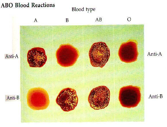 Kan grupları