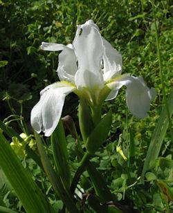 kokulu zambak (Lilium candidum), Hz.