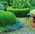 Buxus