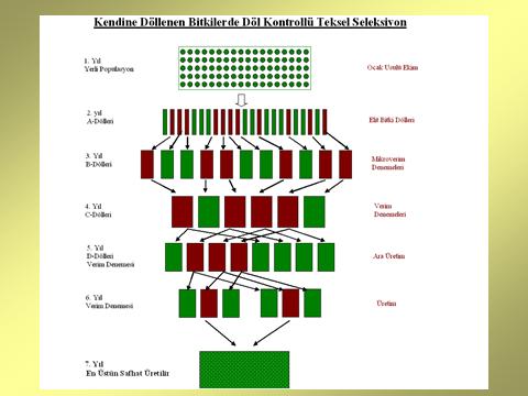 Kendine döllenen bitkilerdekinin tersine, yabancı döllenen türlerde seçilen bitkilerin dölleri her zaman birbirine benzer bitkilerden oluşmaz.