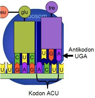 Kodon: 3 nükleo<len oluşan diziler belirli birer amino asi< belir<r.