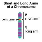 Lokus Nedir? Bir lokus, bir genin kromozomda bulunan bölgesini tanımlar. Ör.:11p15.5 insan insülin geni. 11 kromozom sayısını, p kromozomun kısa kolunu gösterir. 15.