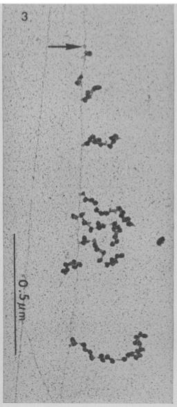 1970 - Mesajcı RNA