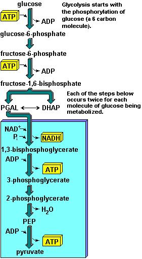 Aşama II: Glikoliz Glikoz metabolize edilir Sitoplazmada görülür Glikoz enzimlerle katalizlenen bir seri reaksiyonla