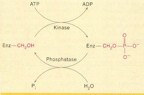 Kovalan modifikasyon Bazı düzenleyici enzimler, allosterik etkileşime ek olarak kovalent modifikasyonla da kontrol edilirler.