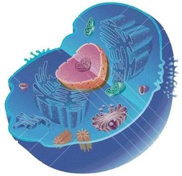 Metabolizmanın Merkezi: Hücre Her hücre, metabolizmasını sürdürmek için hızı değişse bile bulunduğu ortamdan organik ve anorganik maddeler alır.